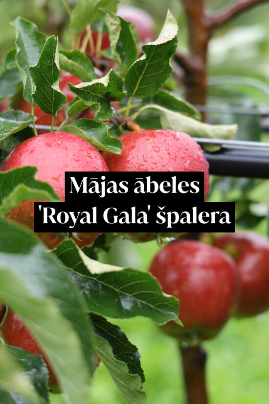 Mājas ābeles 'Royal Gala' špalera - formēts ekrāna tipa vainags